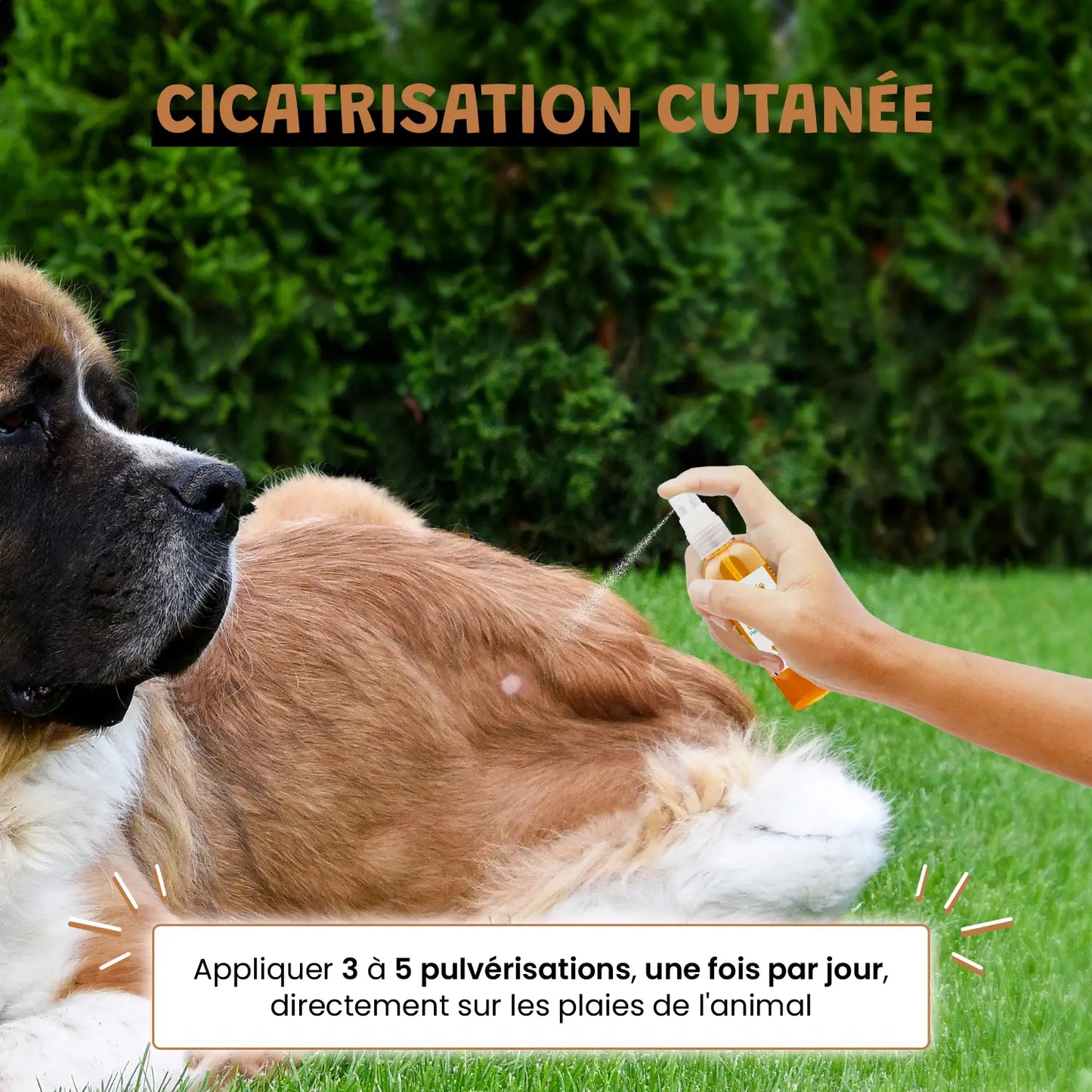 Argent Colloïdal 20ppm