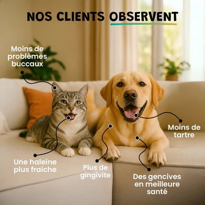 pack smile d'enfer