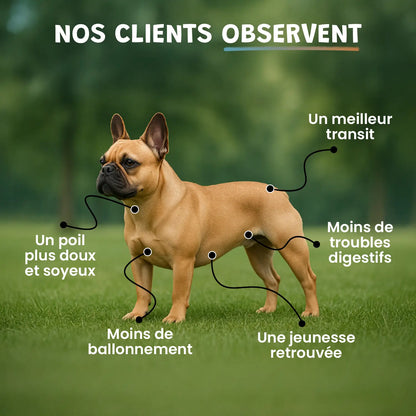Pack ventre heureux
