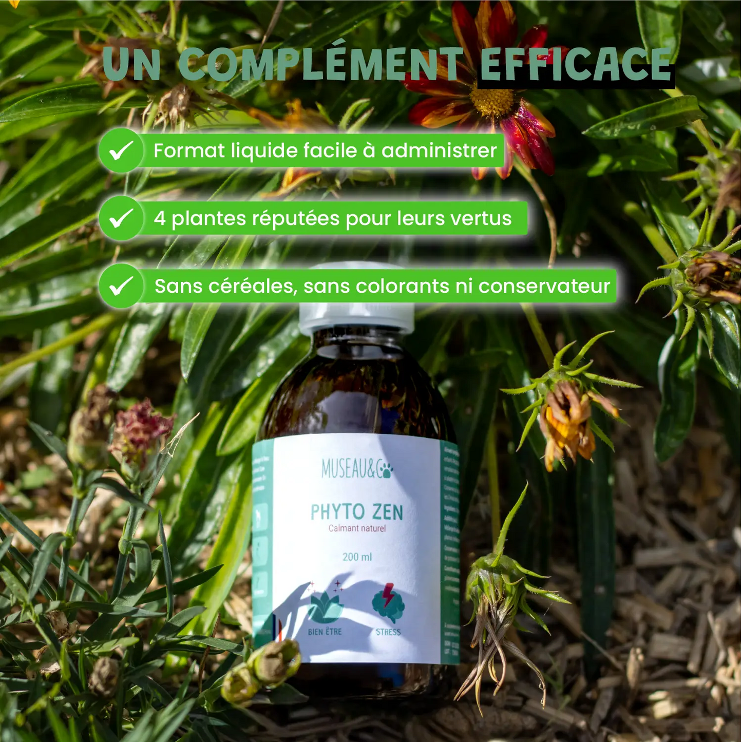 Phyto Zen