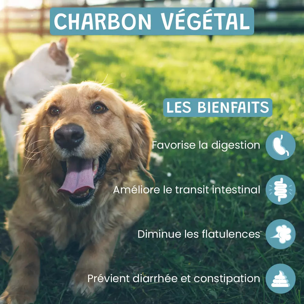 Charbon Végétal