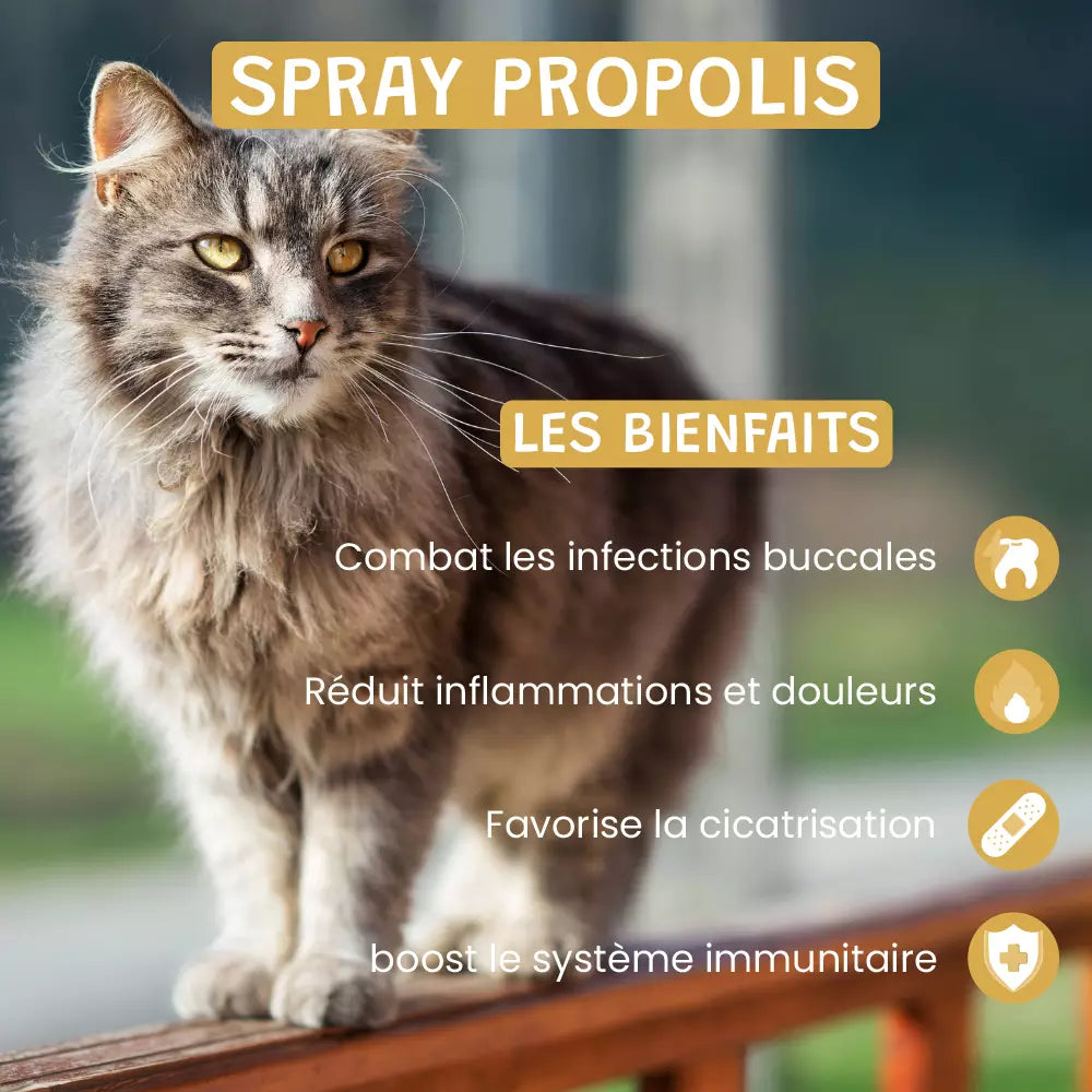 Spray Propolis