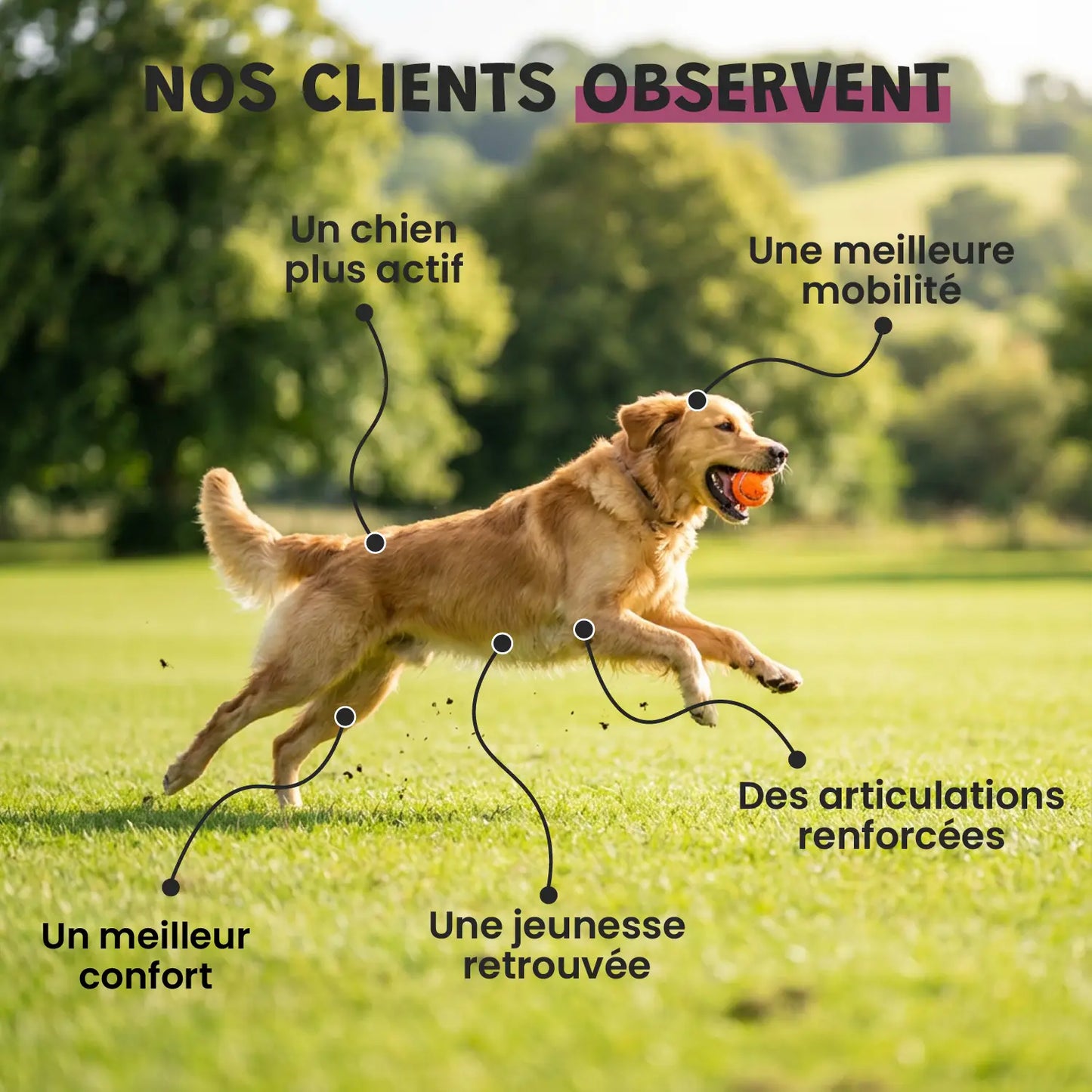 Pack bonds d'artiste