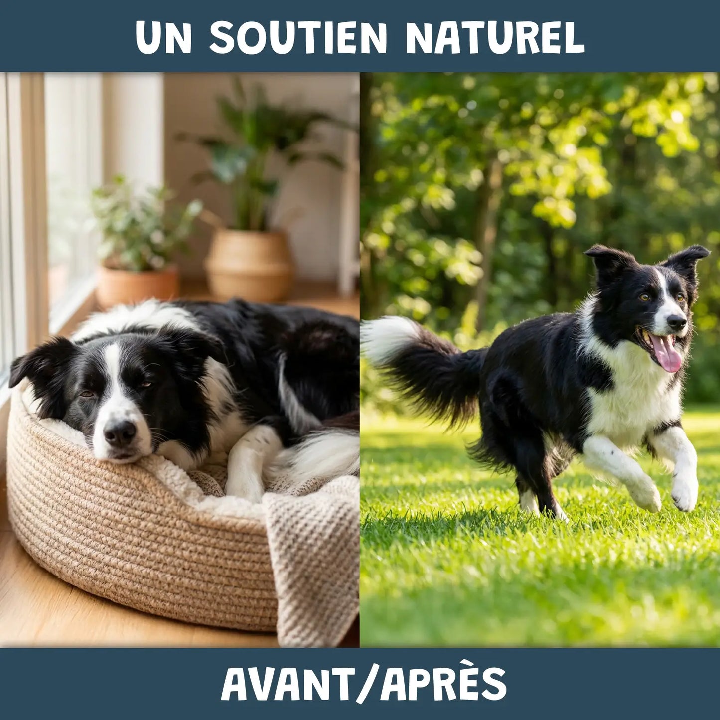 pack découverte