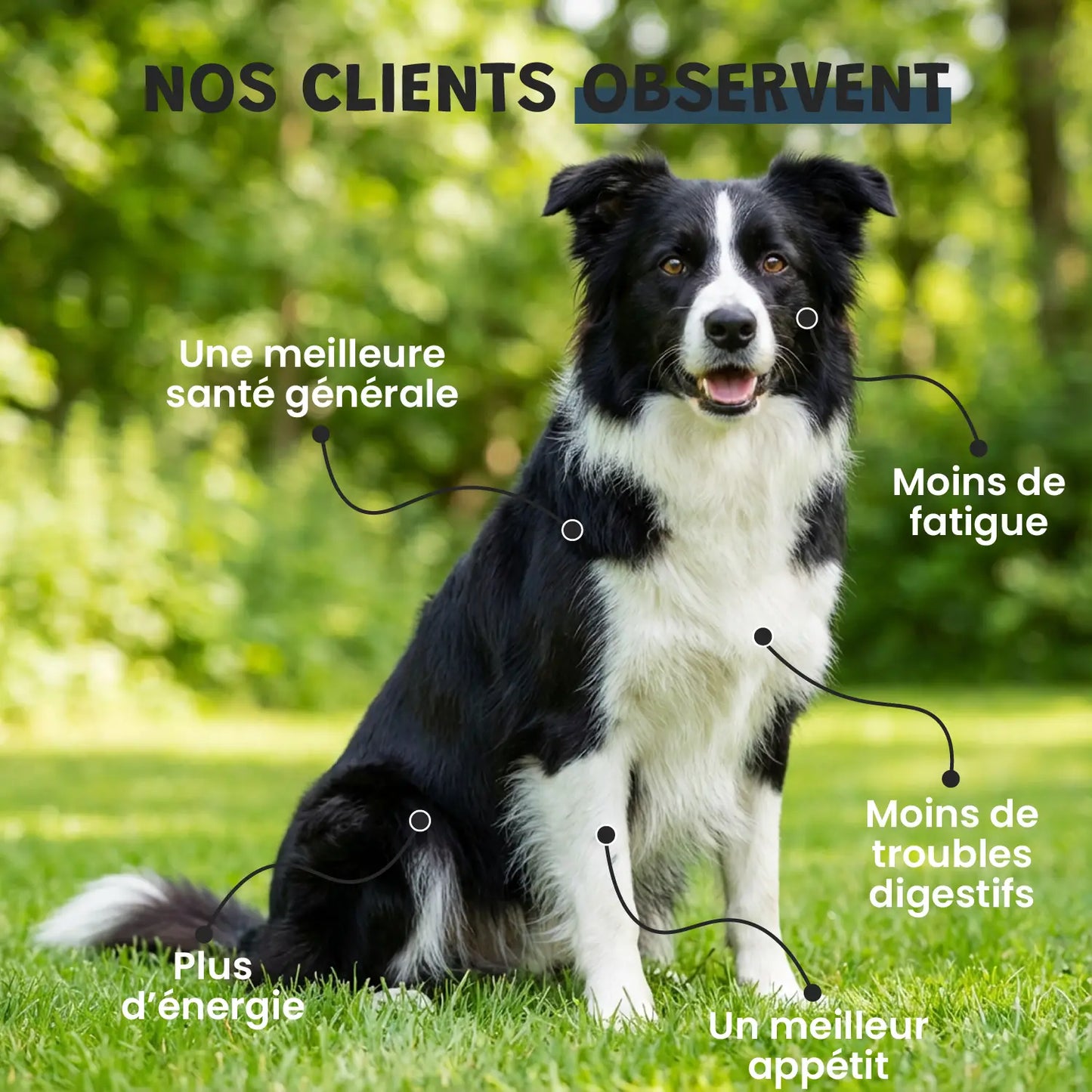 pack découverte