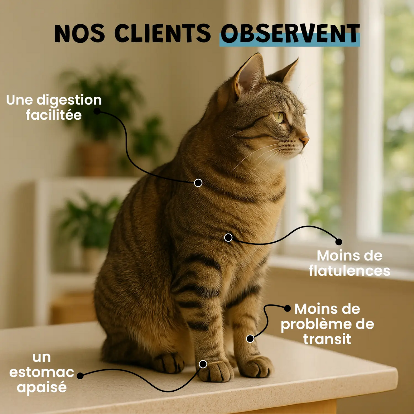 Charbon Végétal