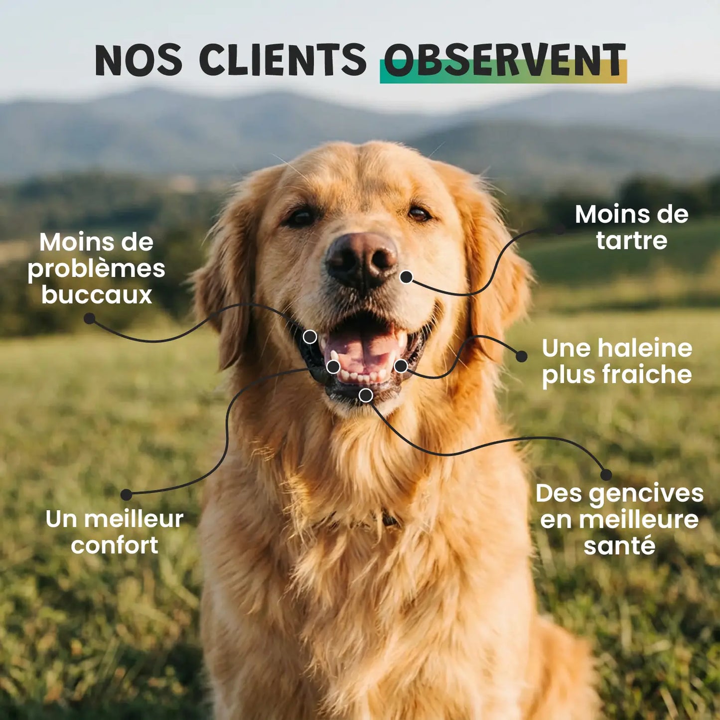 pack smile d'enfer